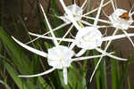 Godfreyi's spider-lily